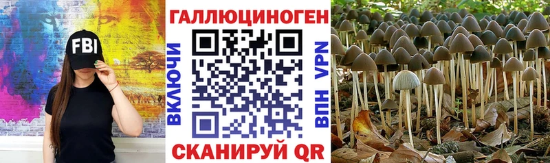 магазин продажи   Чебоксары  мега   Галлюциногенные грибы Psilocybine cubensis 